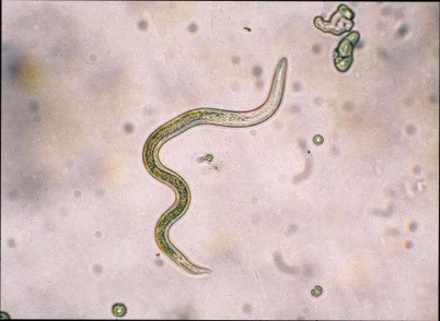Anti parasite medicine Fluvermal