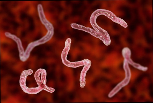 Déparasitant Adulte Vermifluide