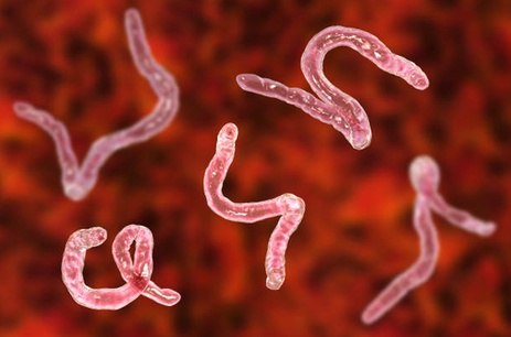 Antiparasitaire pas cher